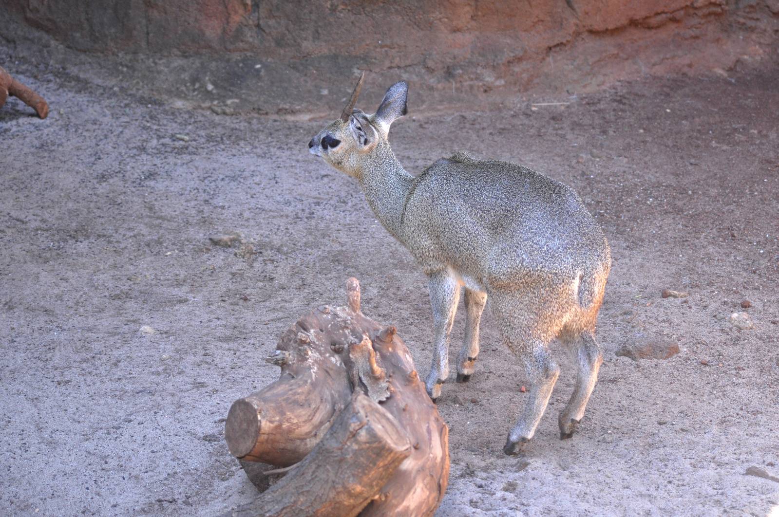 Klipspringer