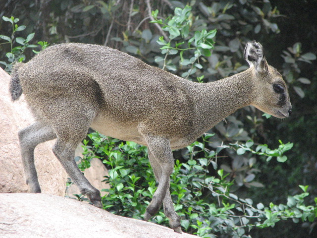 Klipspringer