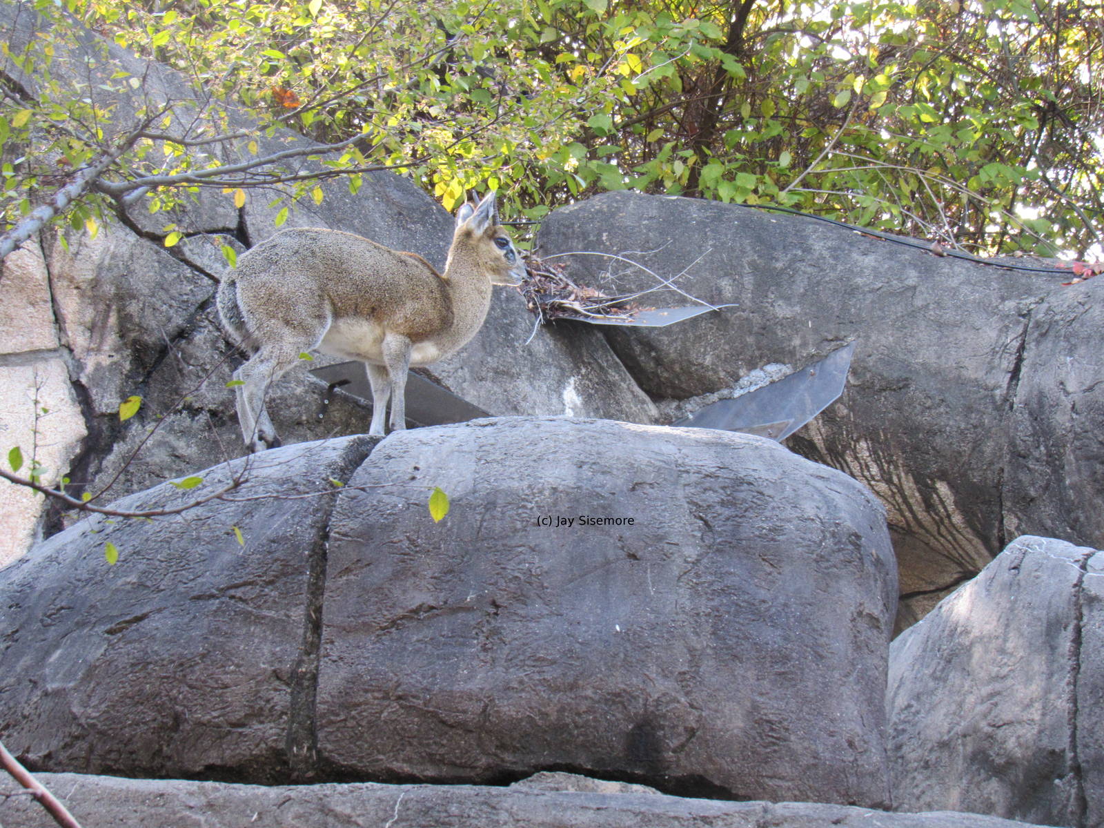Klipspringer
