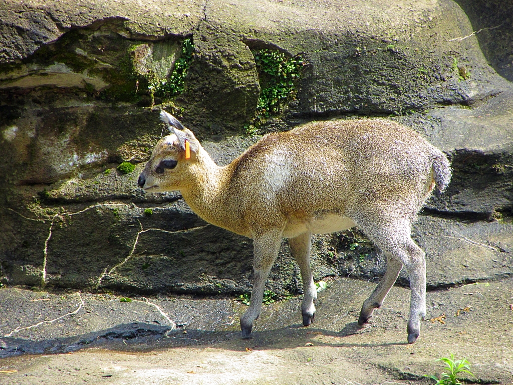 Klipspringer