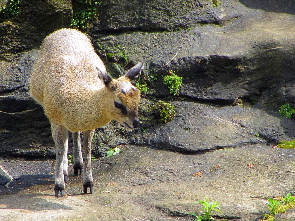 Klipspringer
