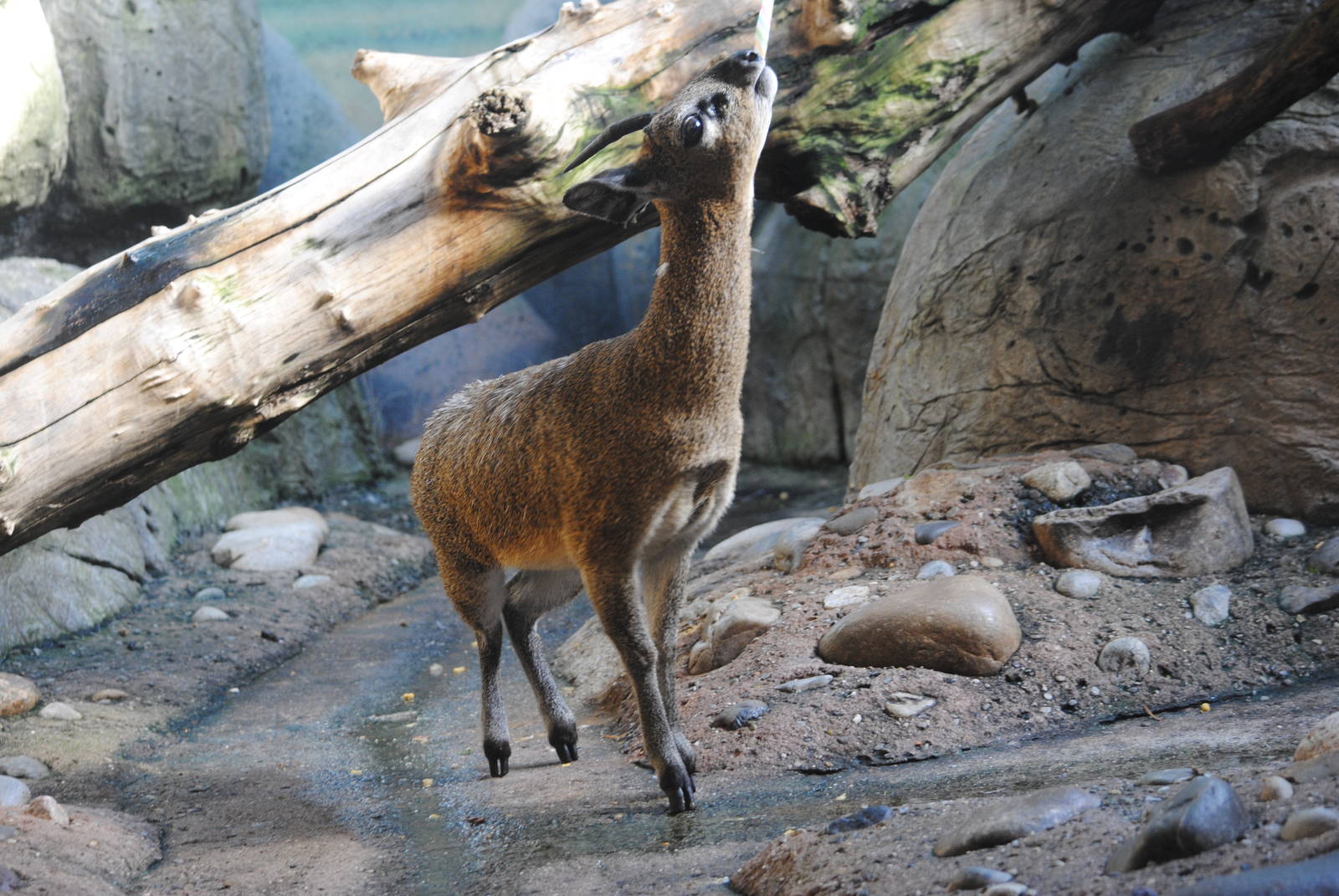 Klipspringer