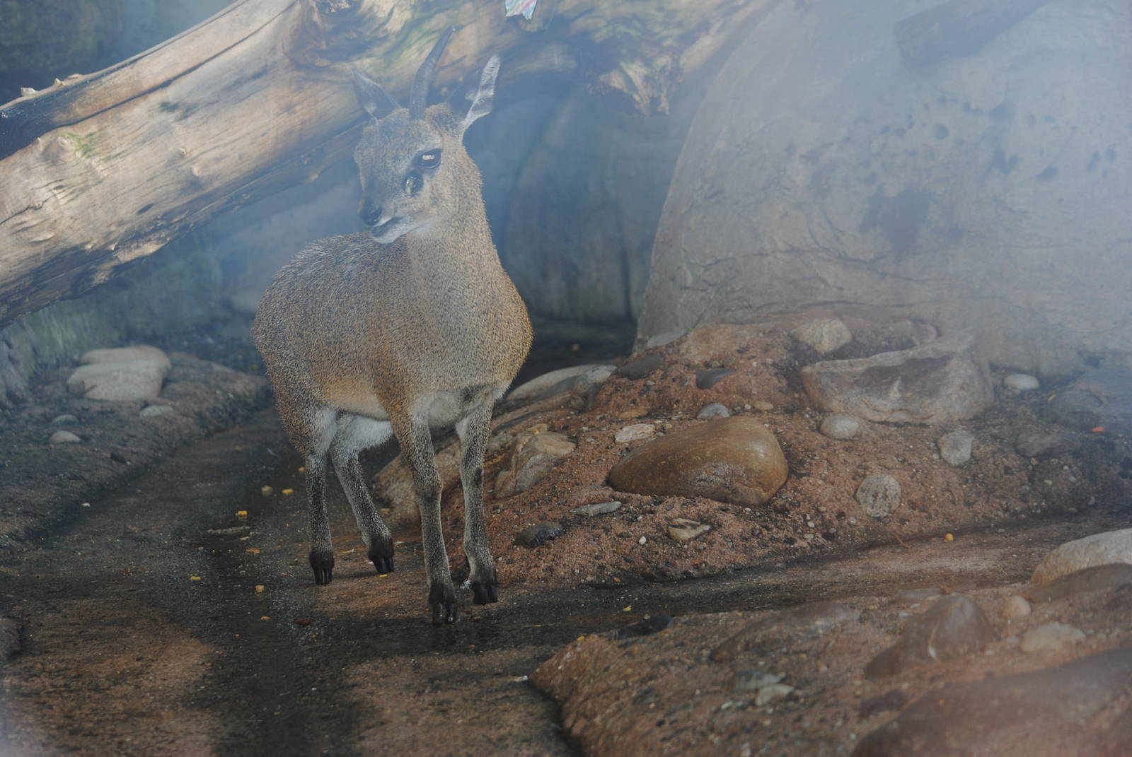 Klipspringer