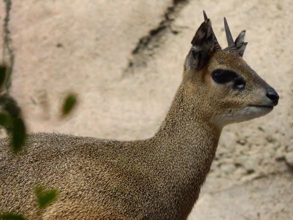 Klipspringer