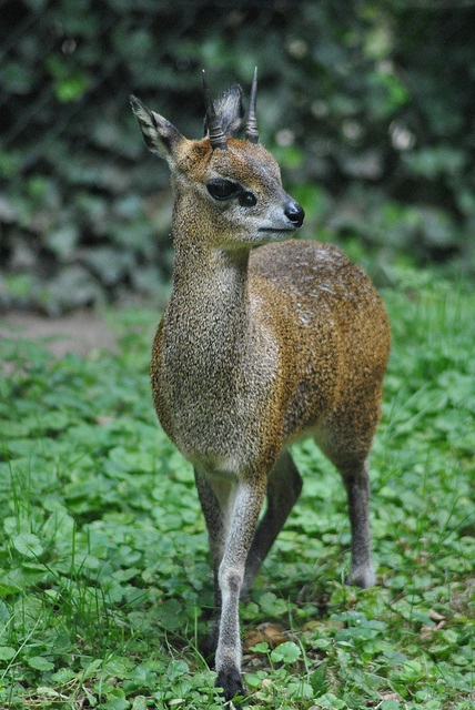 Klipspringer
