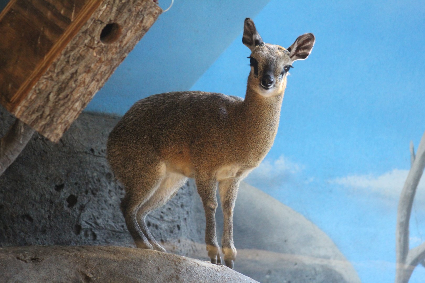 Klipspringer
