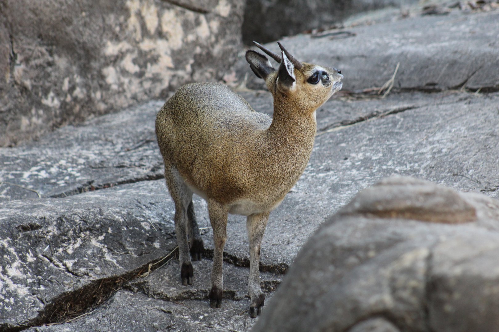 Klipspringer