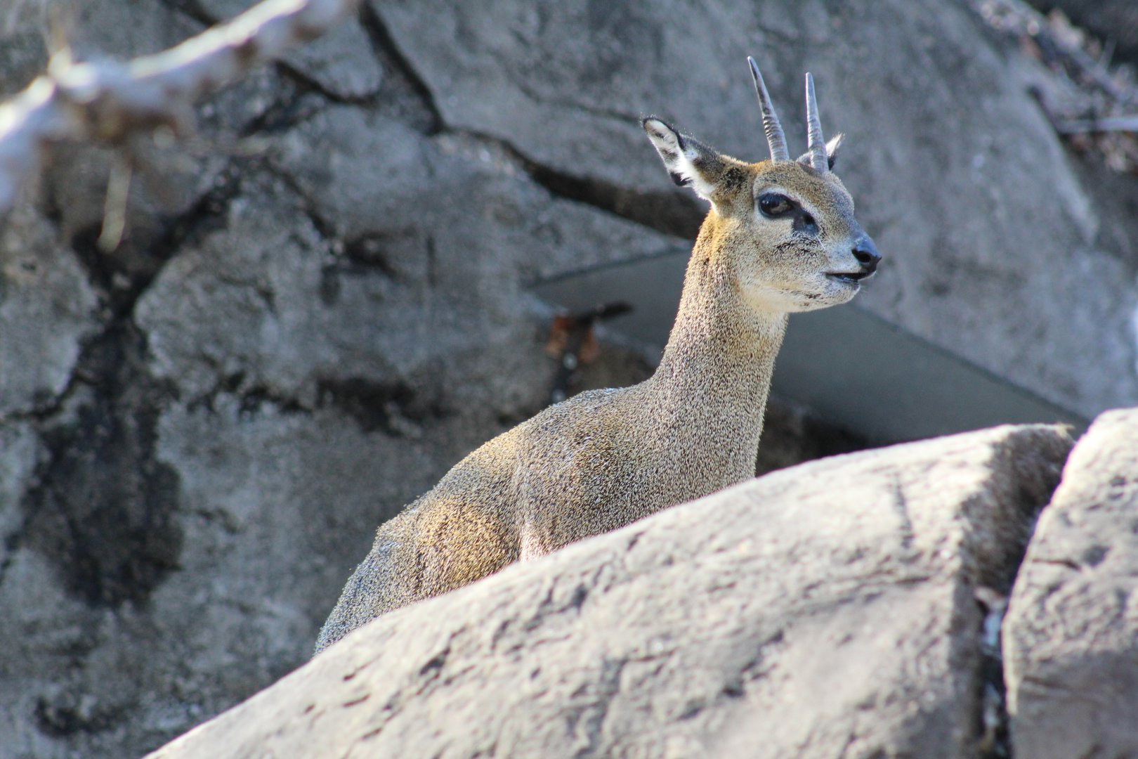 Klipspringer