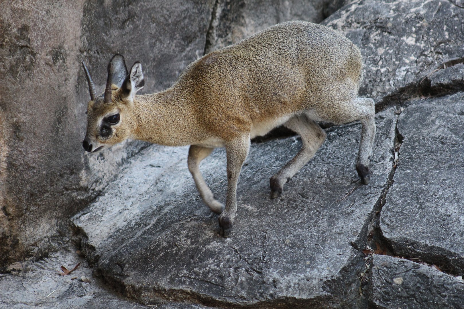 Klipspringer