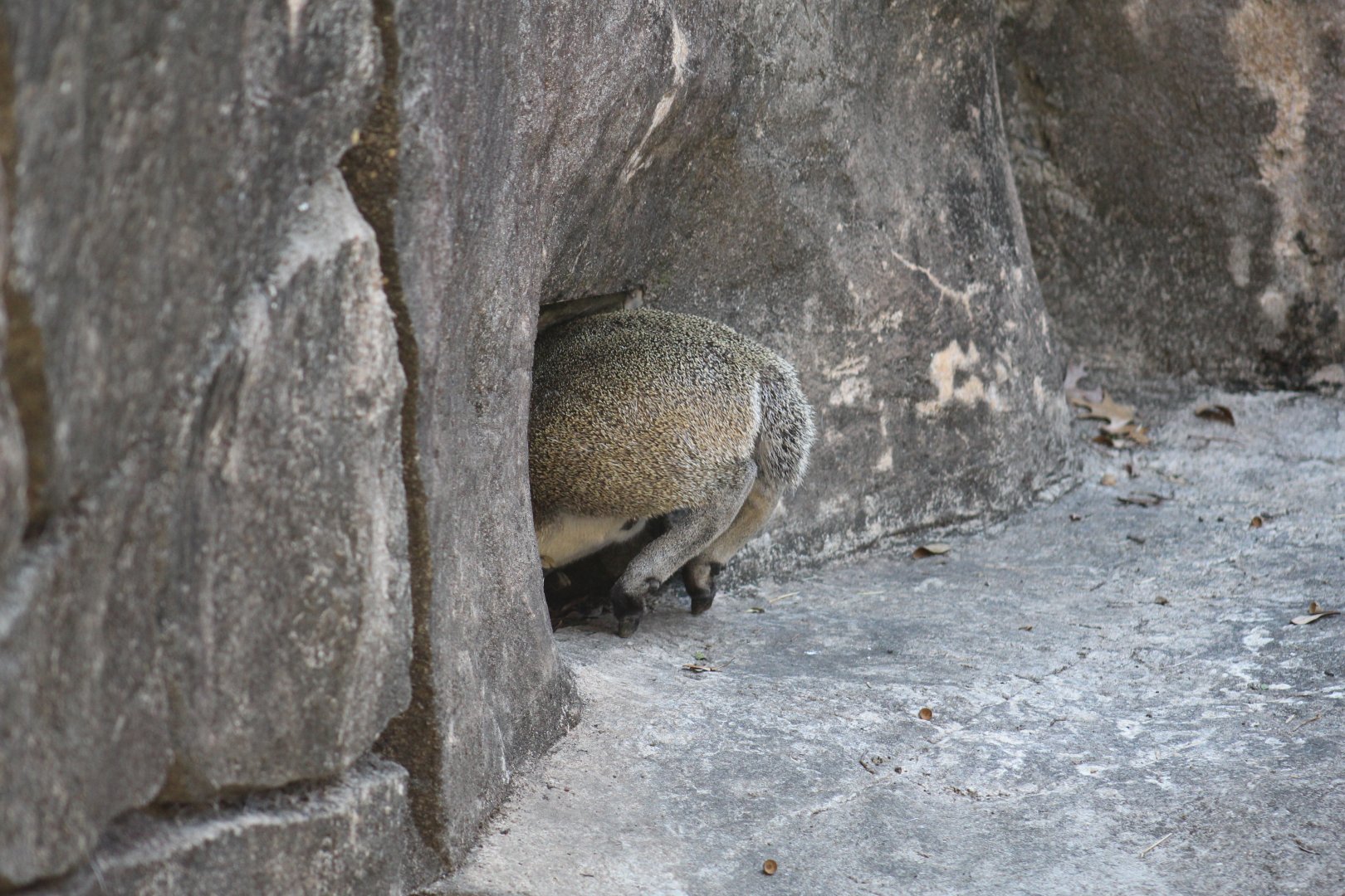 Klipspringer