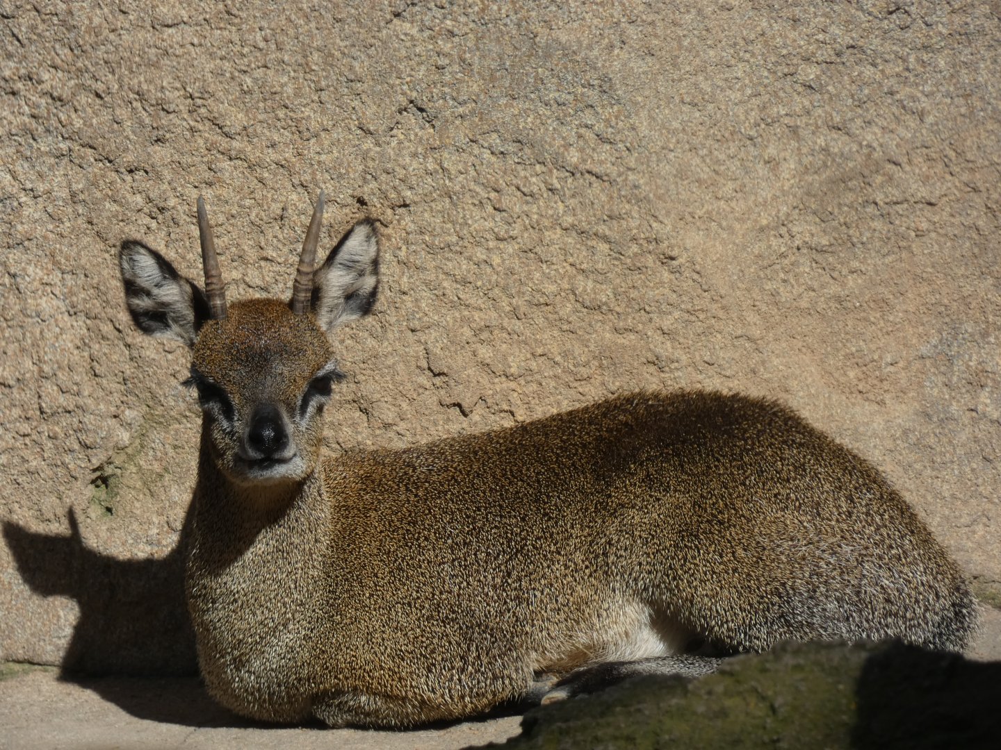 Klipspringer