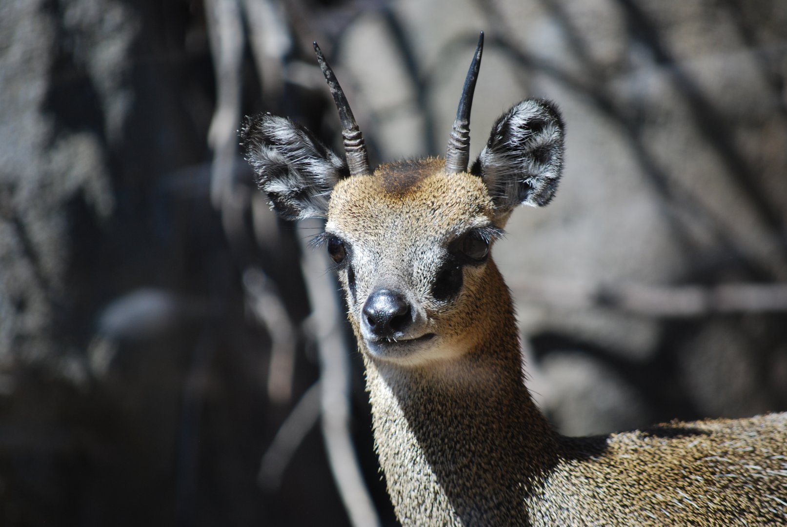 Klipspringer