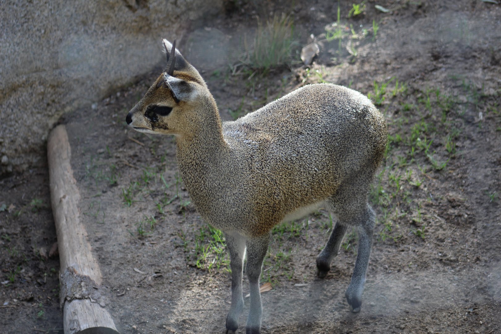 Klipspringer