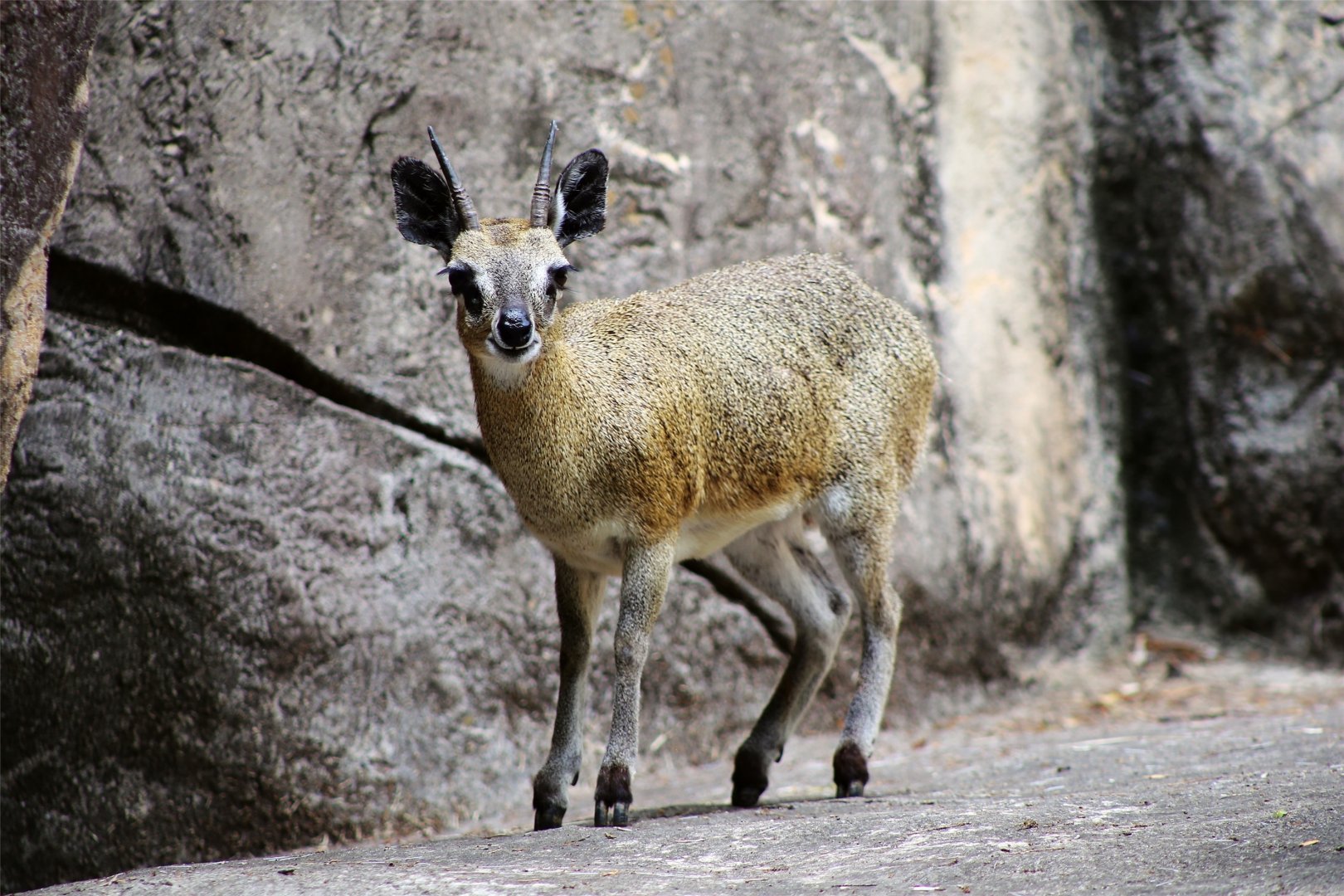 Klipspringer