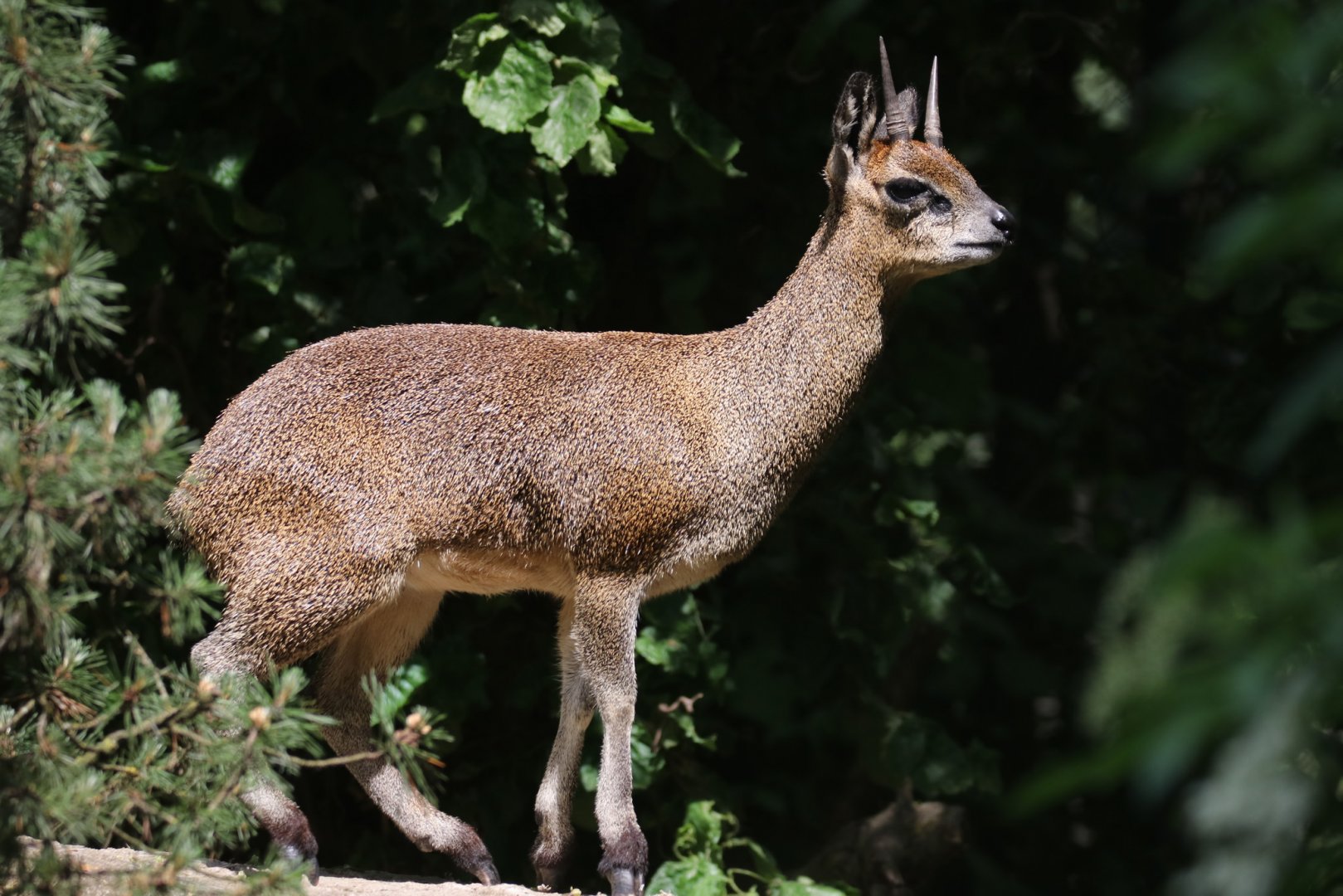Klipspringer