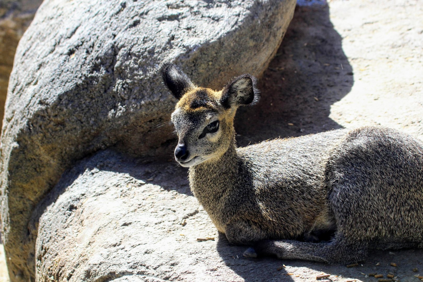 Klipspringer