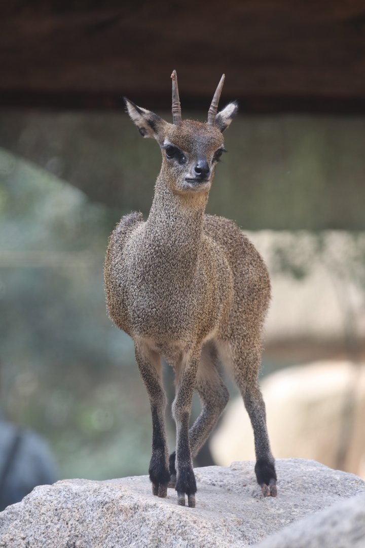 Klipspringer