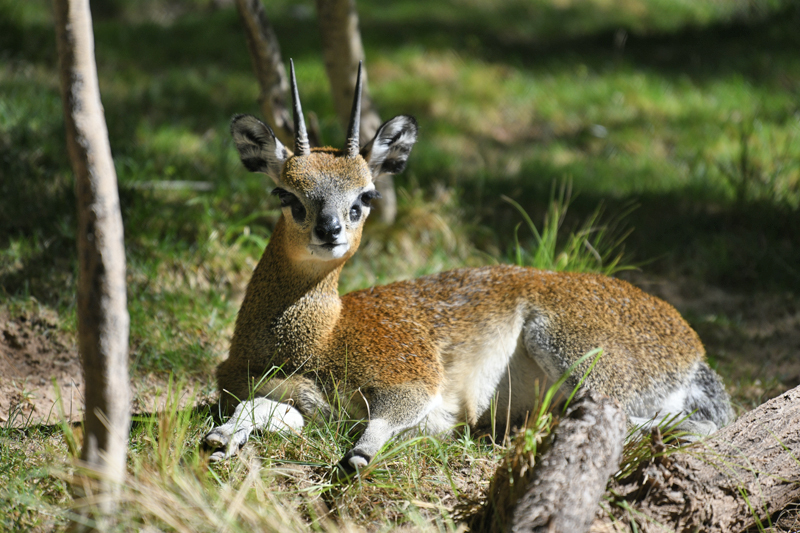 klipspringer