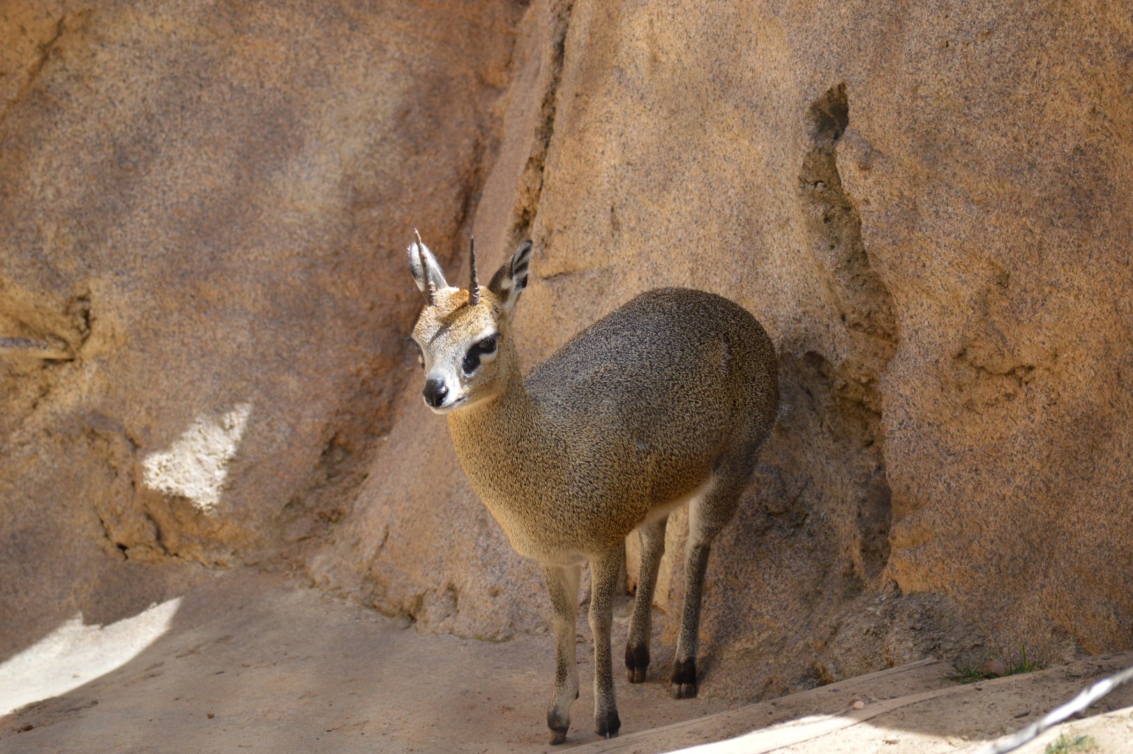 Klipspringer
