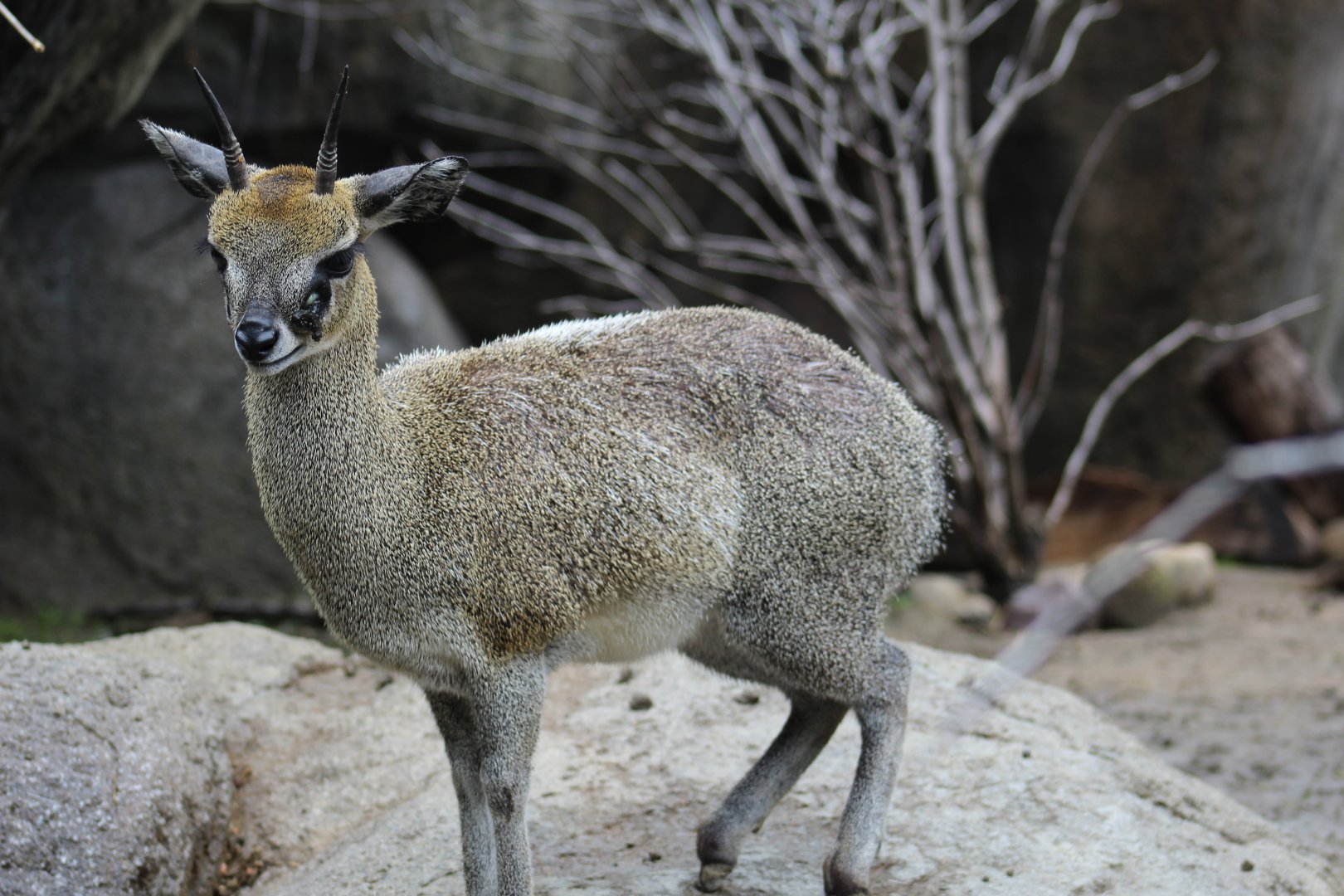 Klipspringer