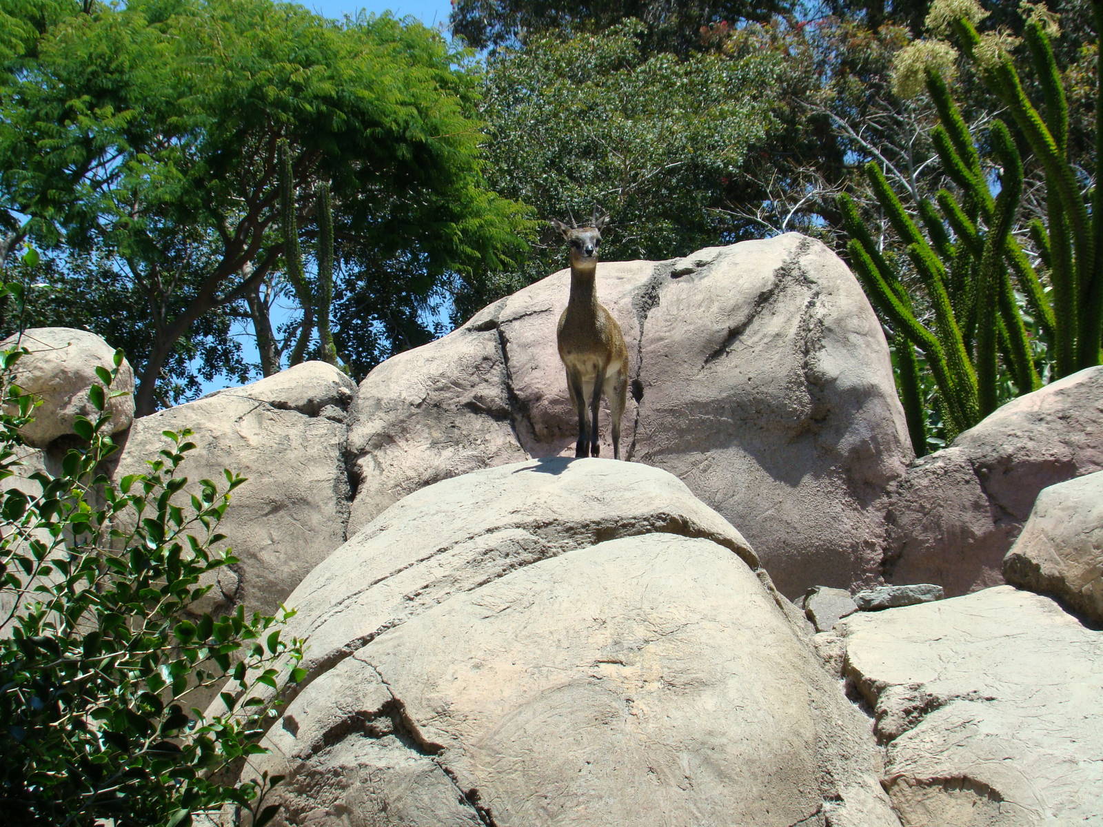 Klipspringer