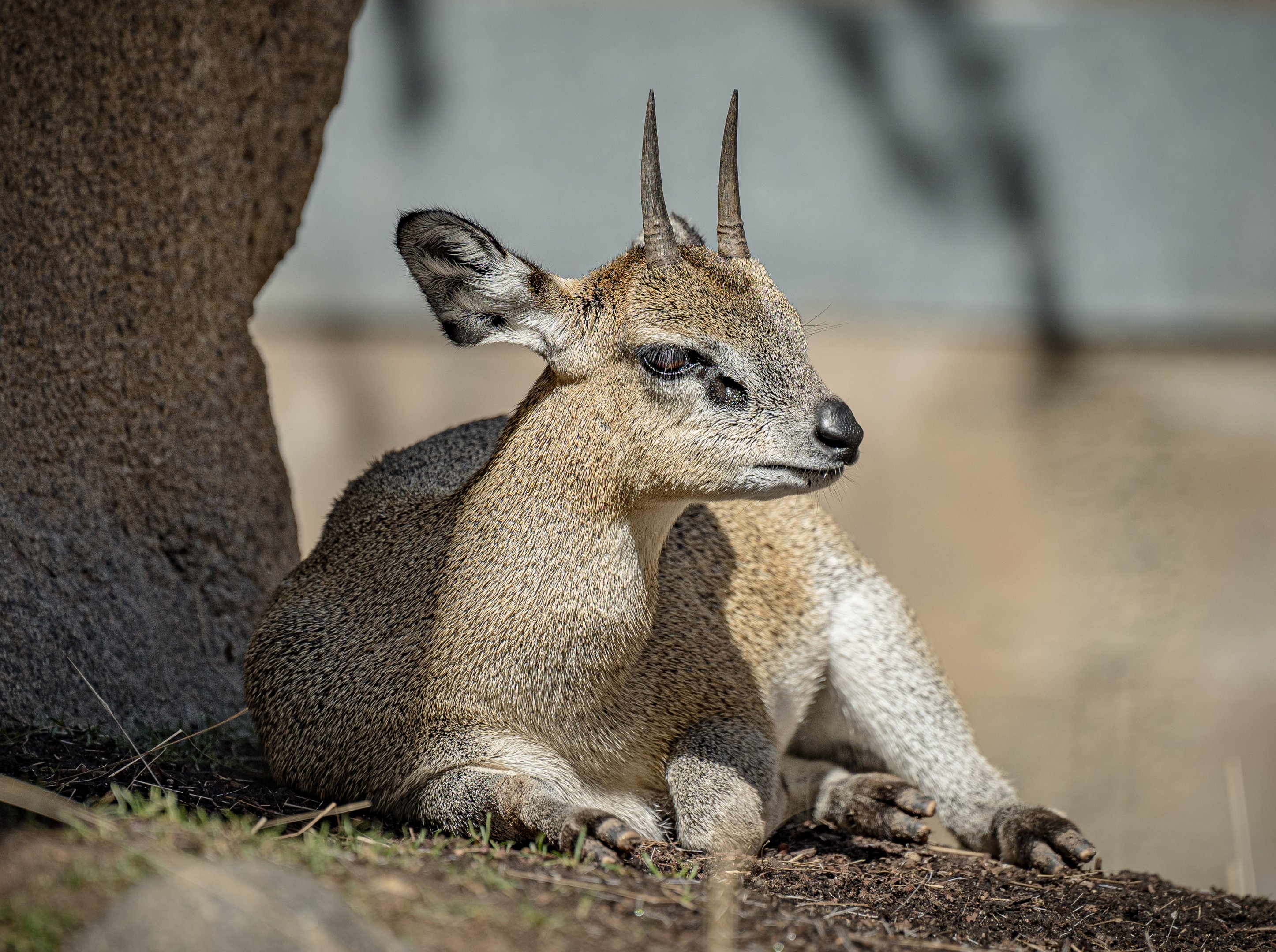 Klipspringer