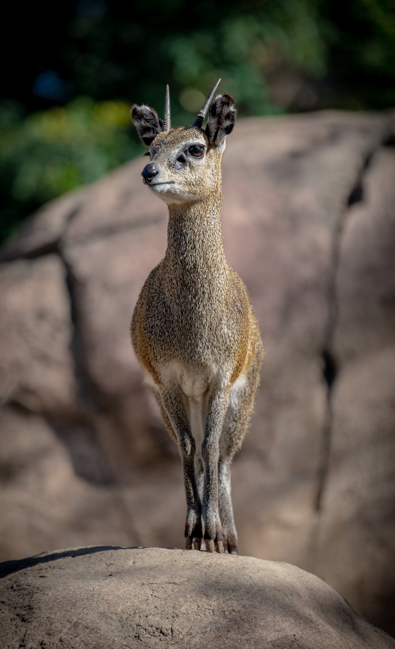 Klipspringer
