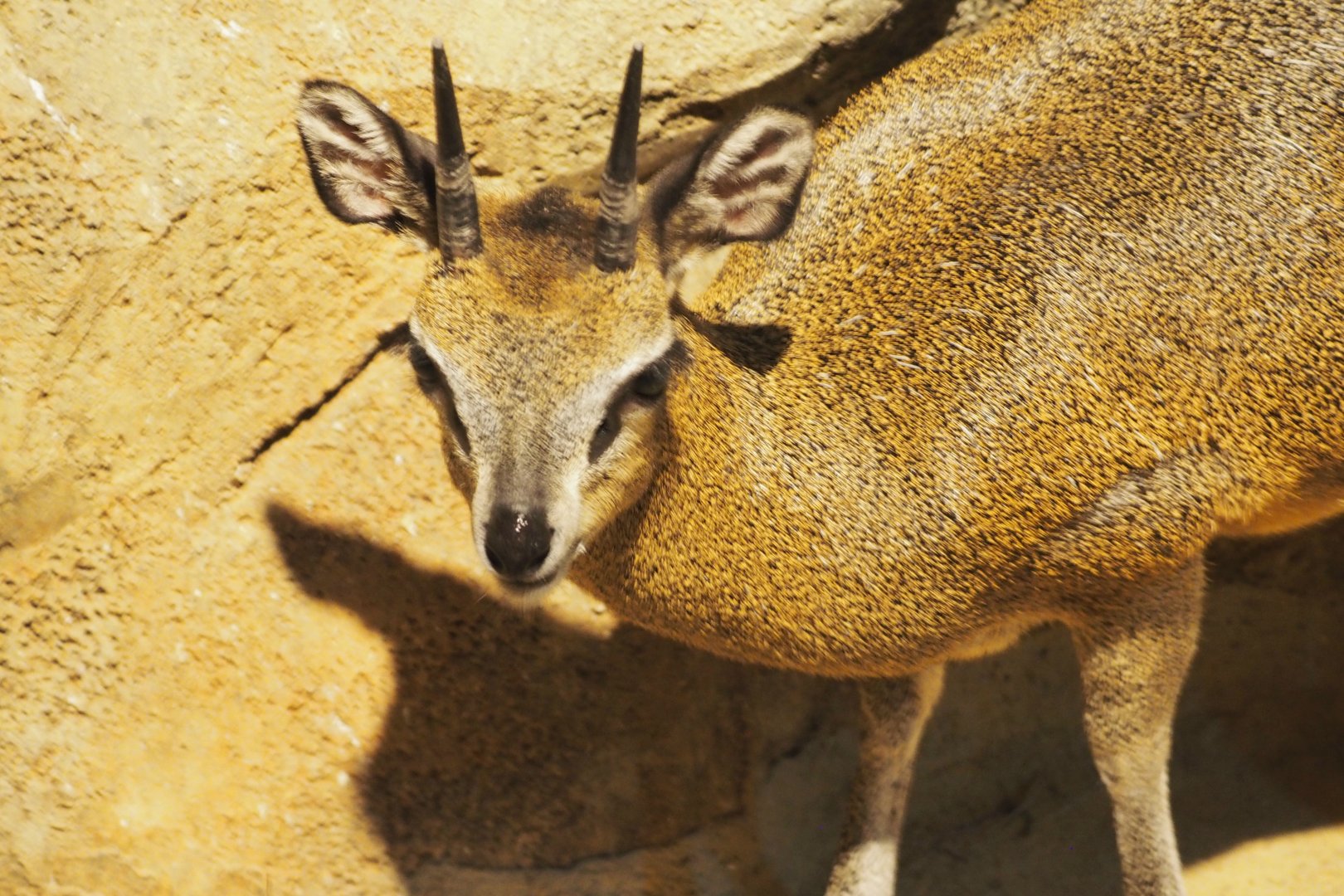 Klipspringer
