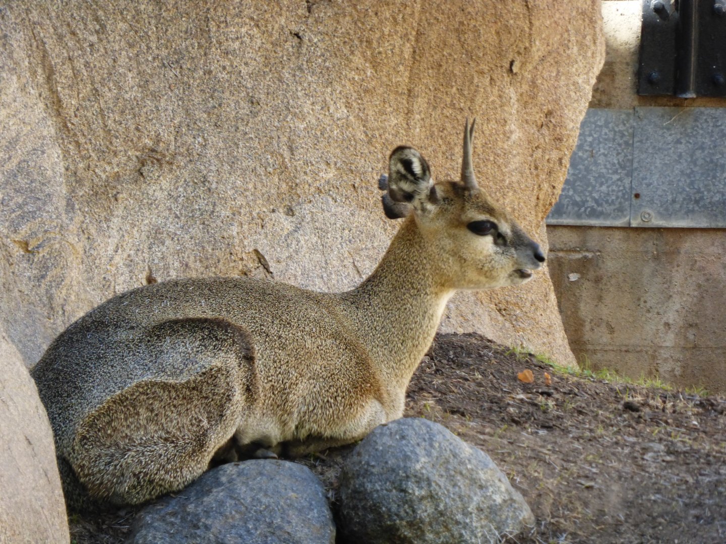Klipspringer