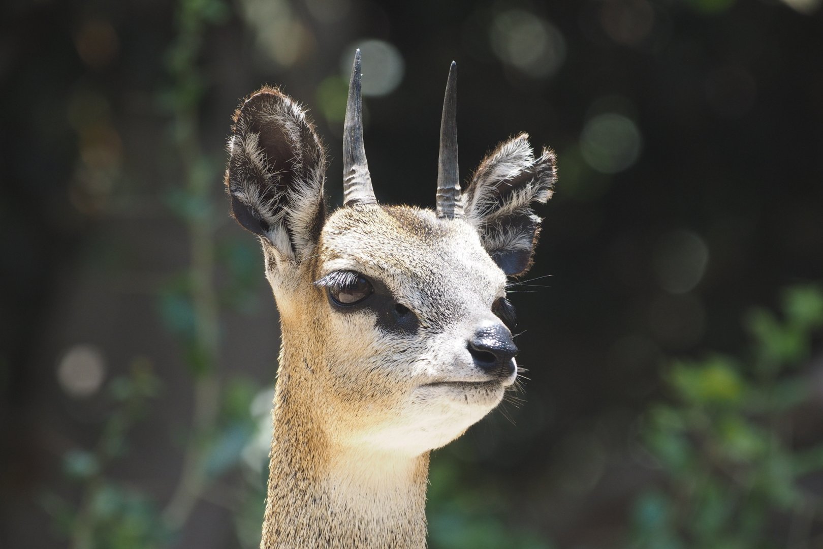 Klipspringer