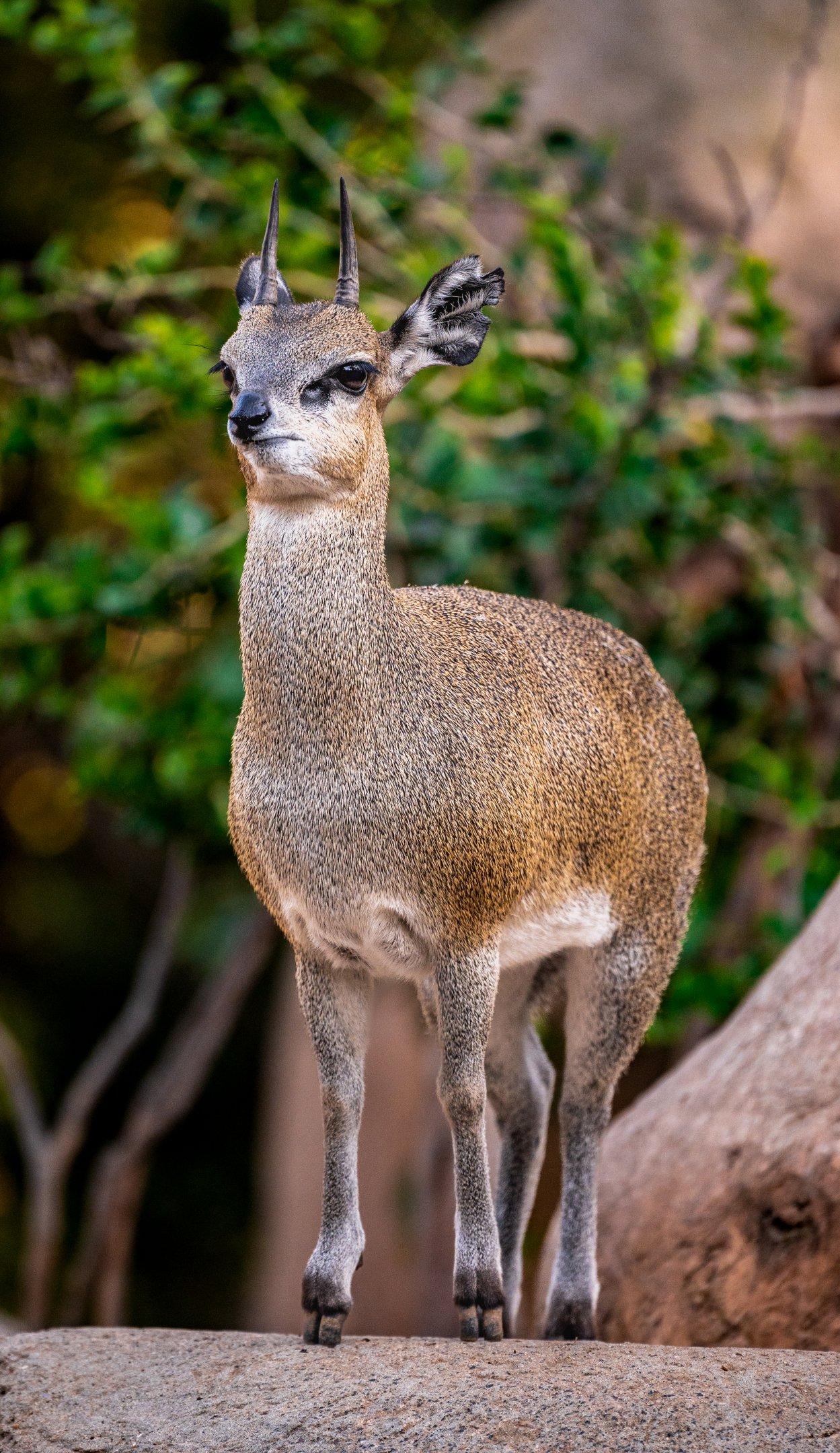 Klipspringer
