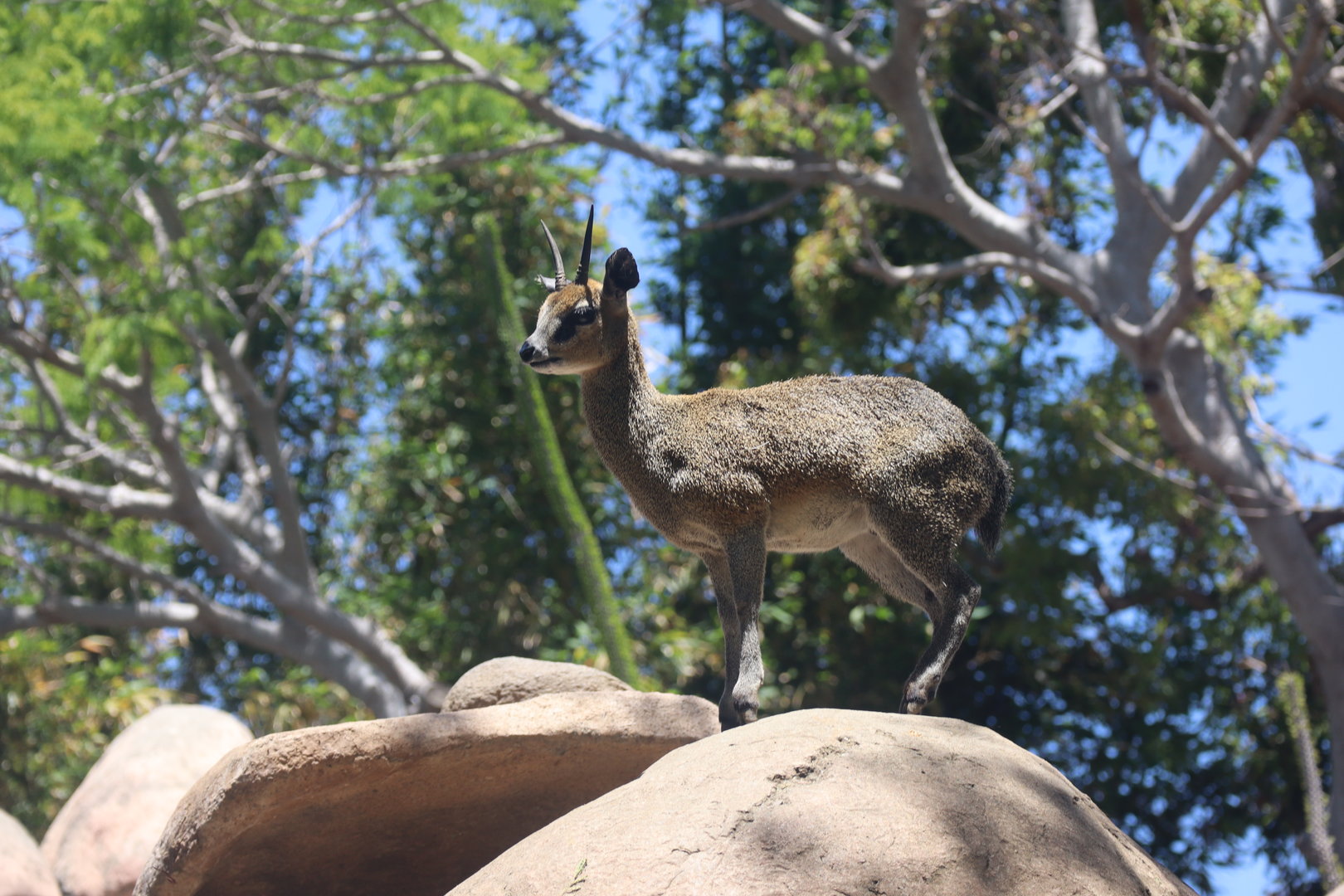 Klipspringer