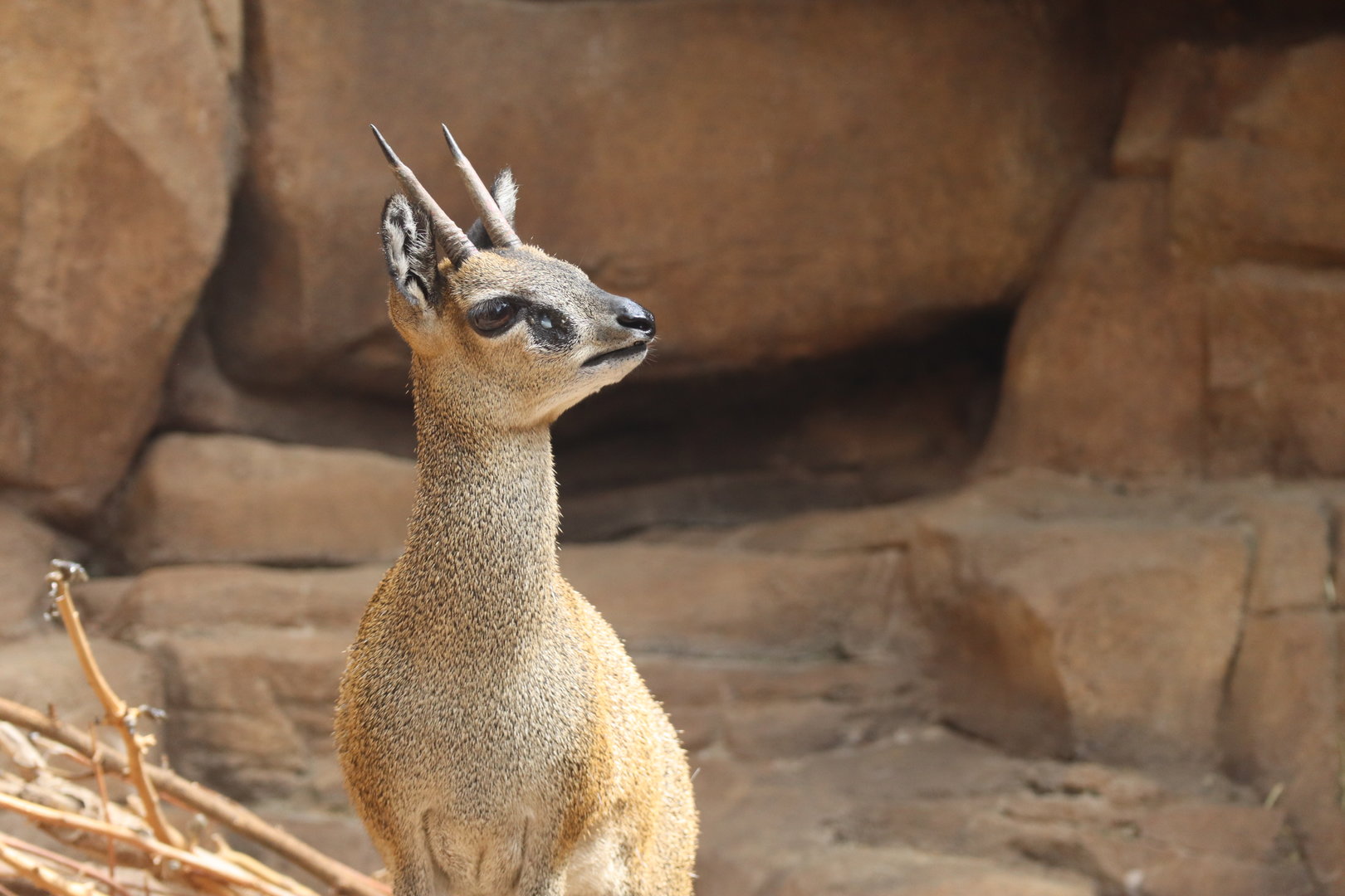 Klipspringer