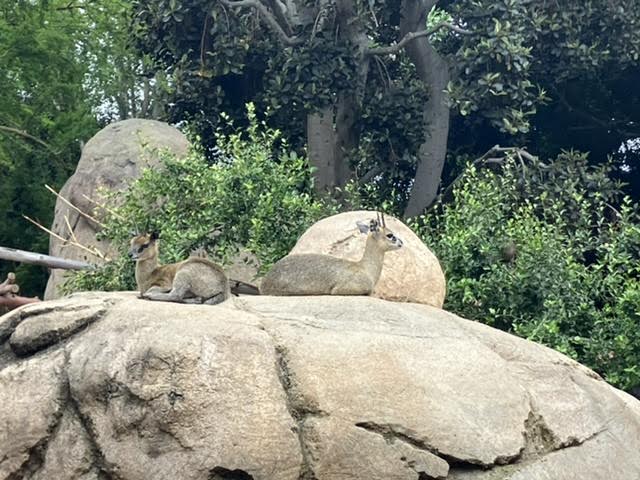 Klipspringer
