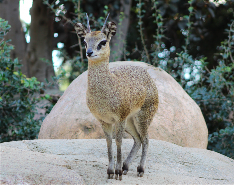 Klipspringer