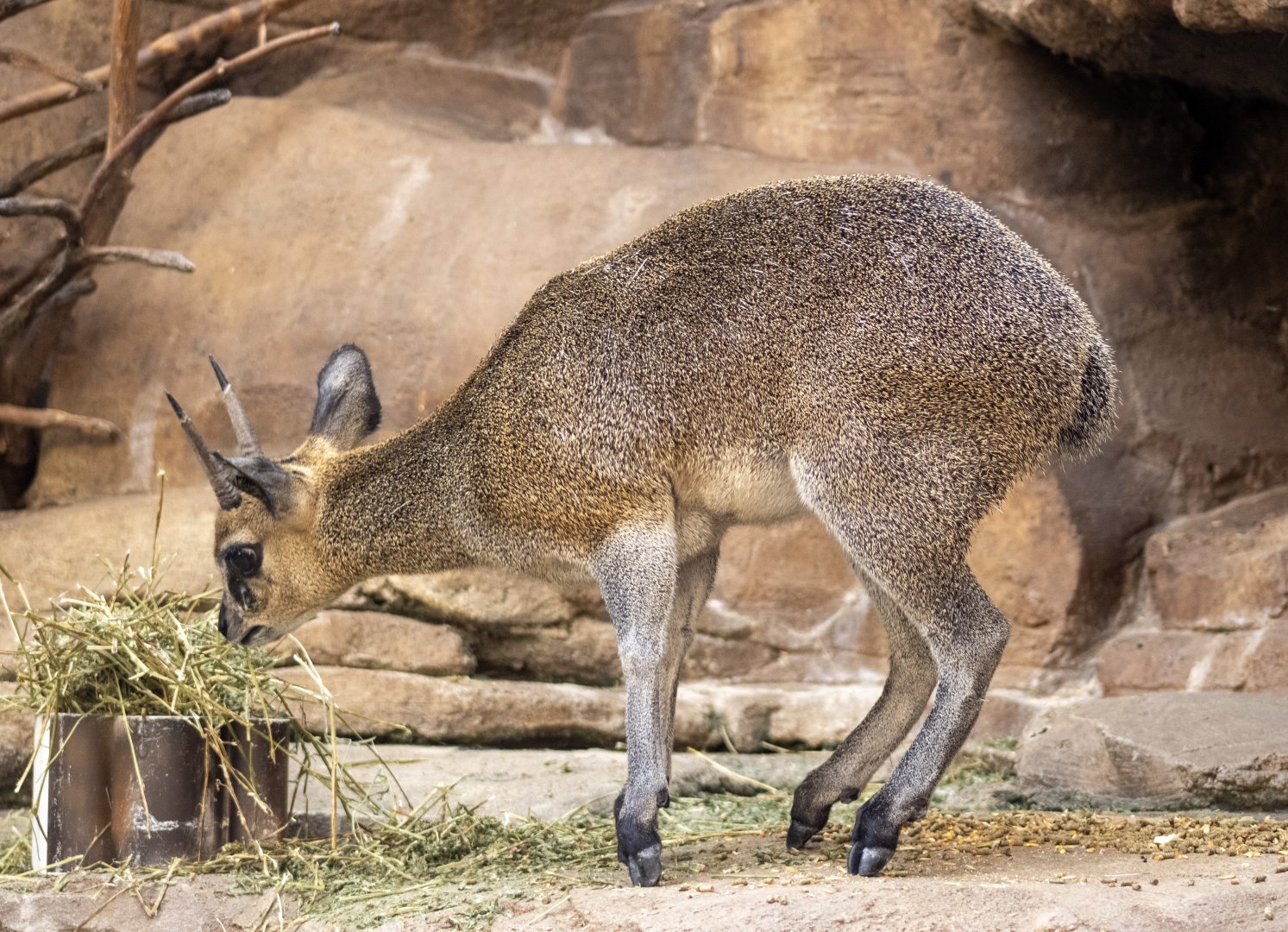 Klipspringer