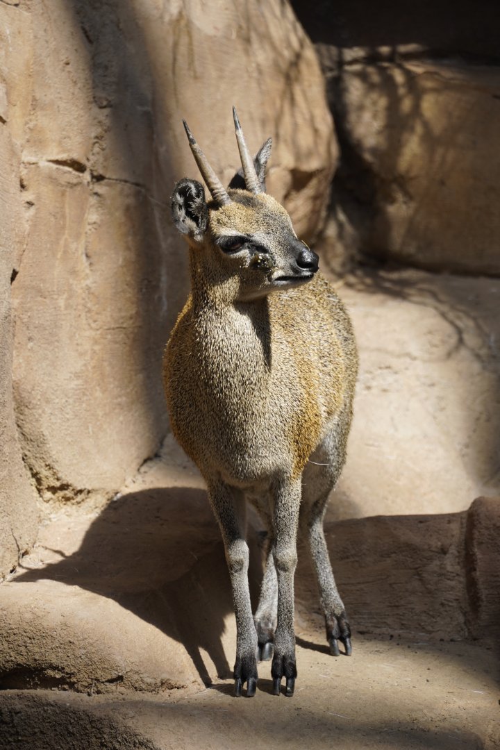 Klipspringer