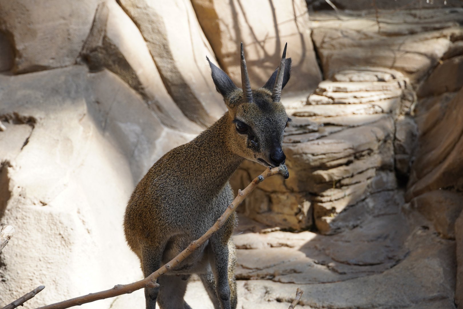 Klipspringer