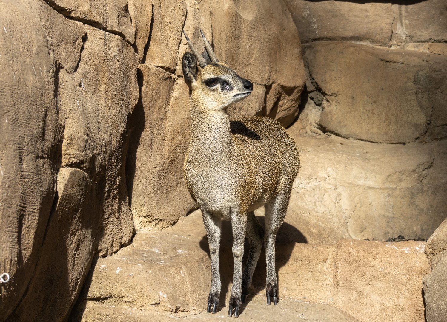 Klipspringer