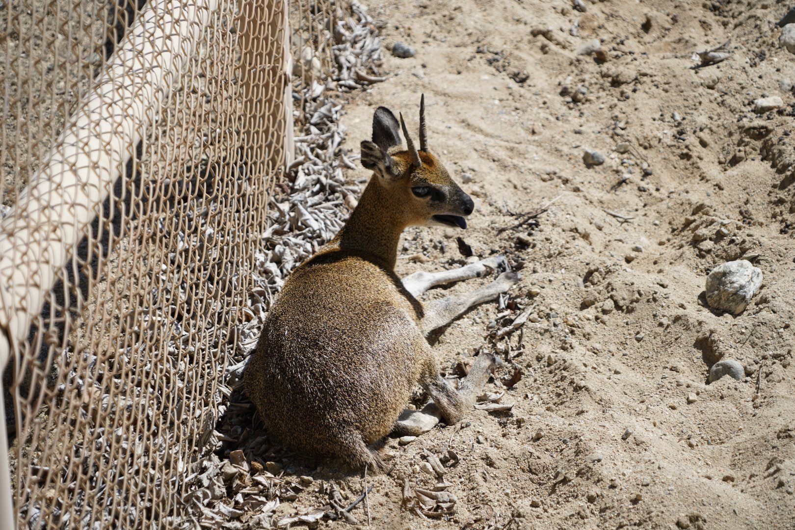 Klipspringer