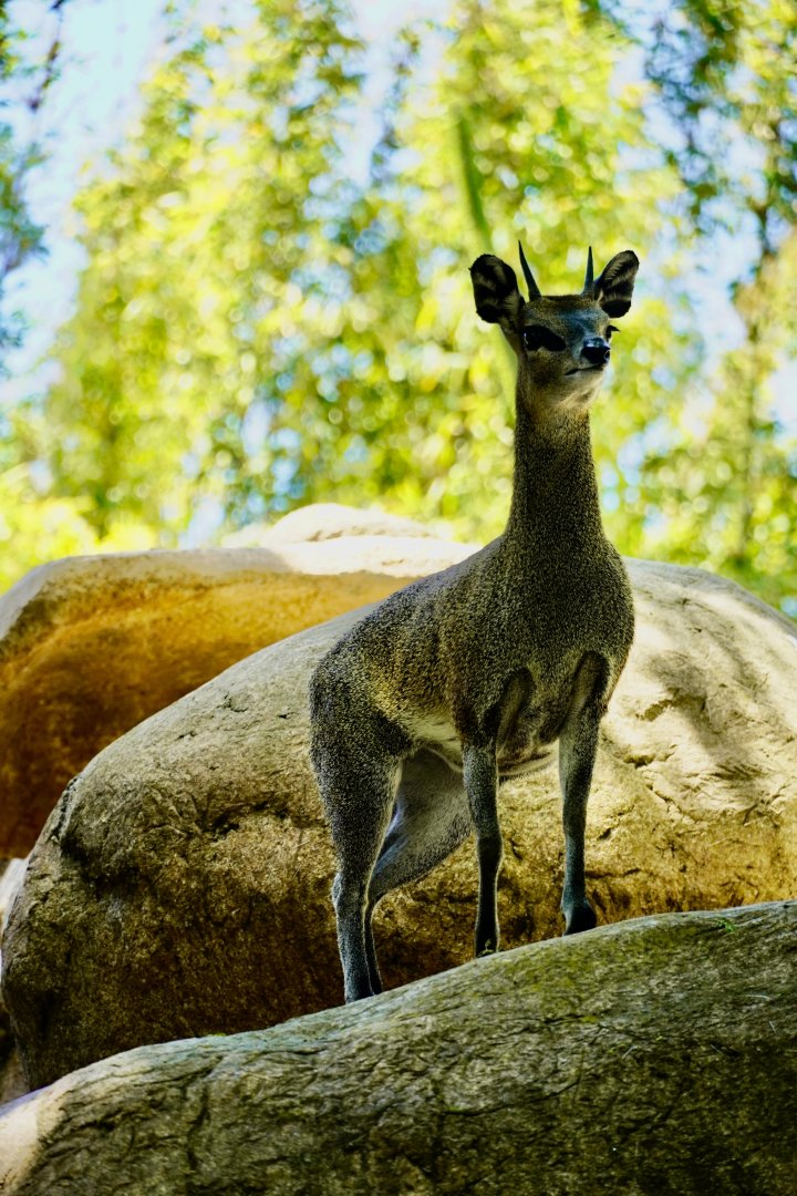 Klipspringer