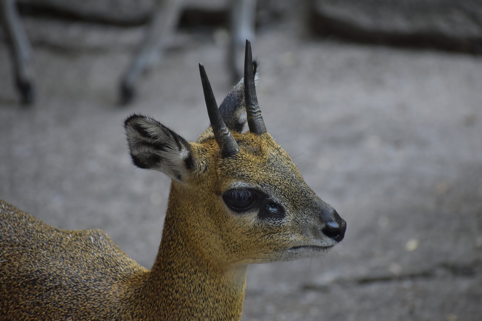Klipspringer