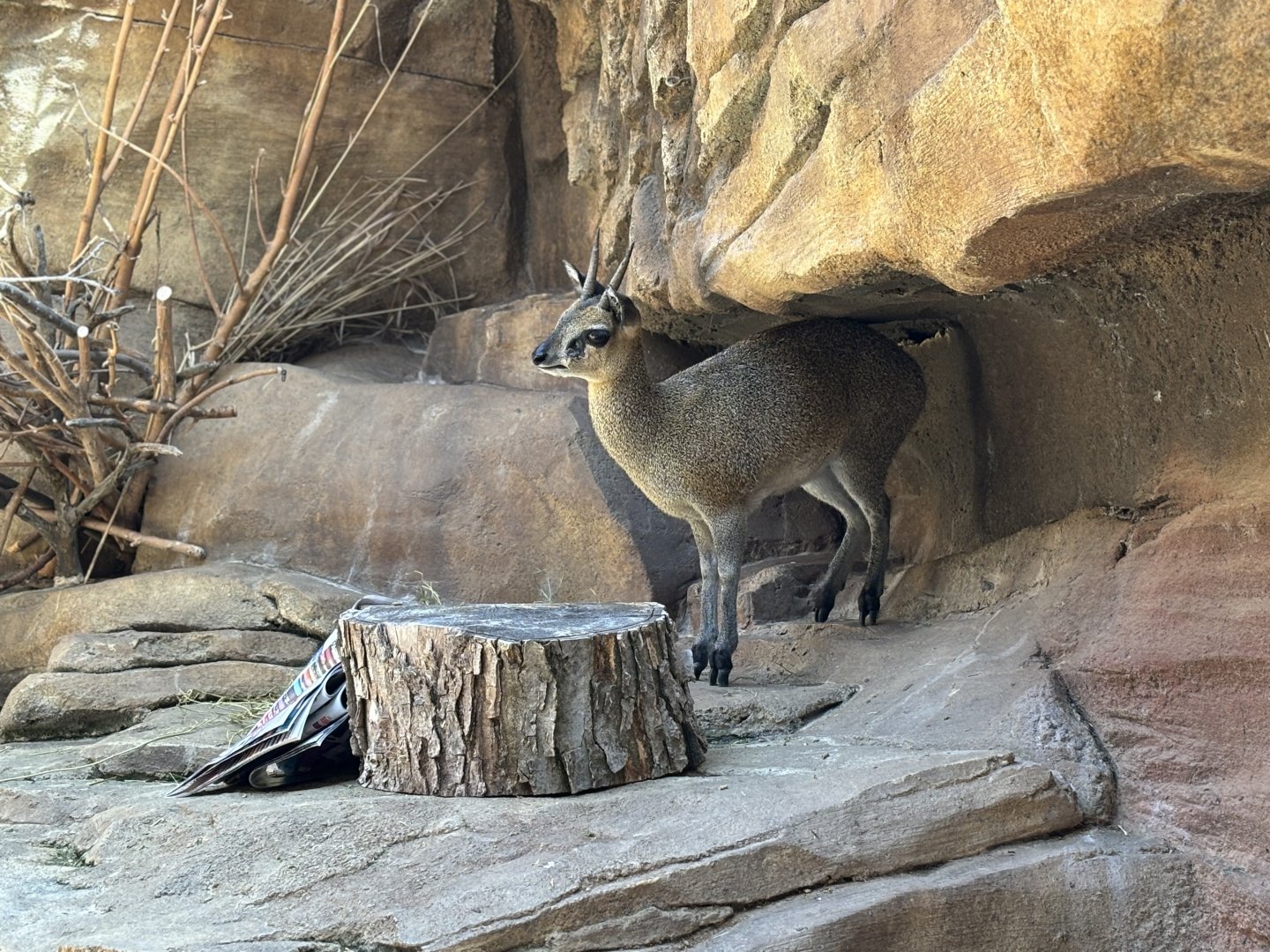 Klipspringer