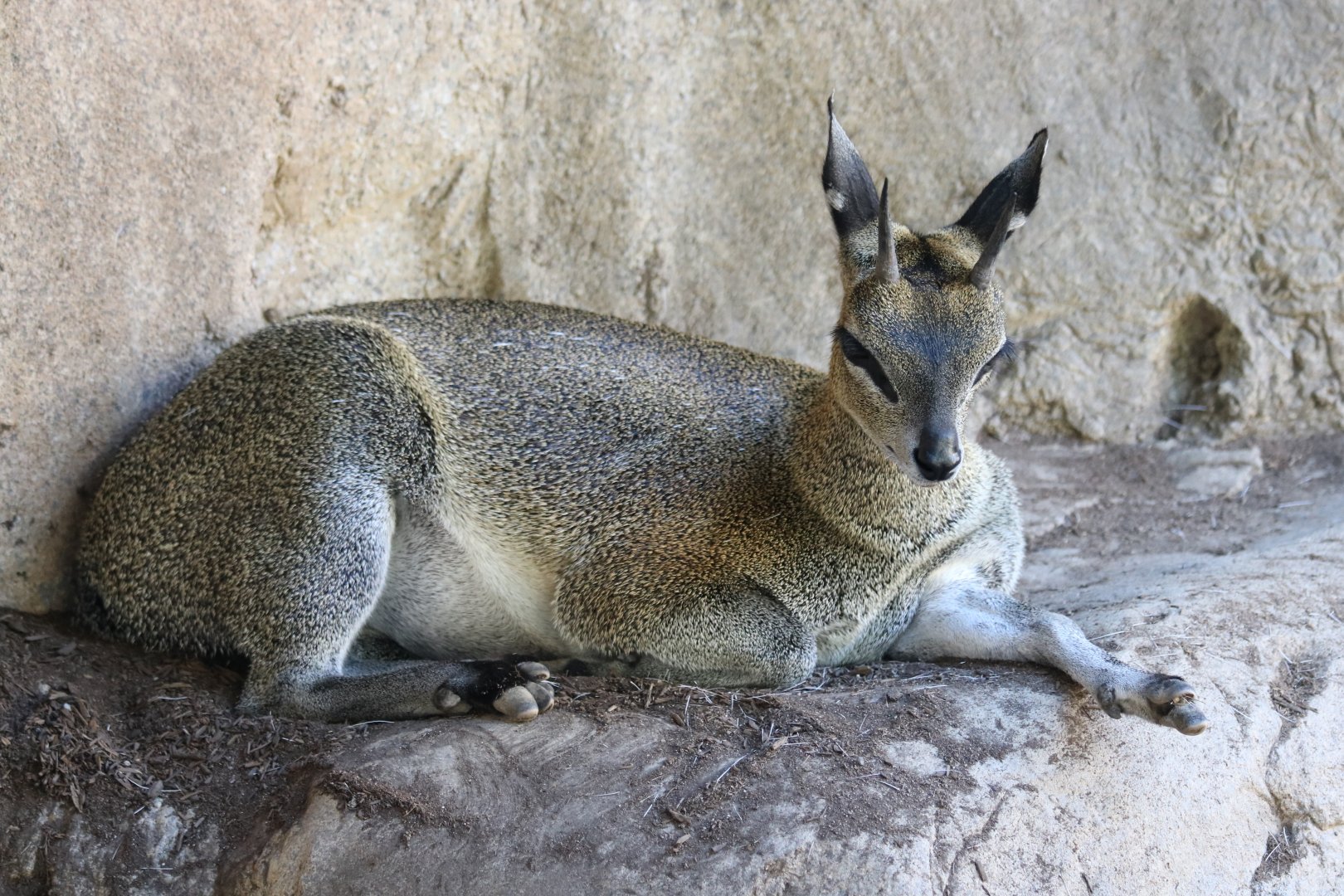 Klipspringer