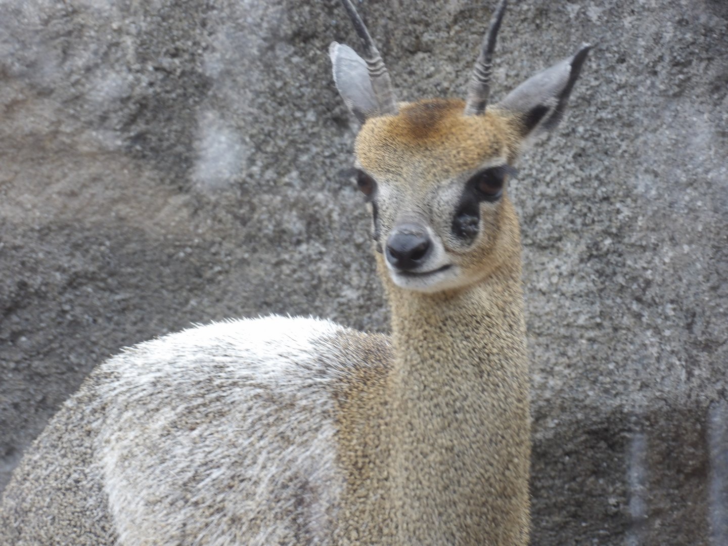 Klipspringer