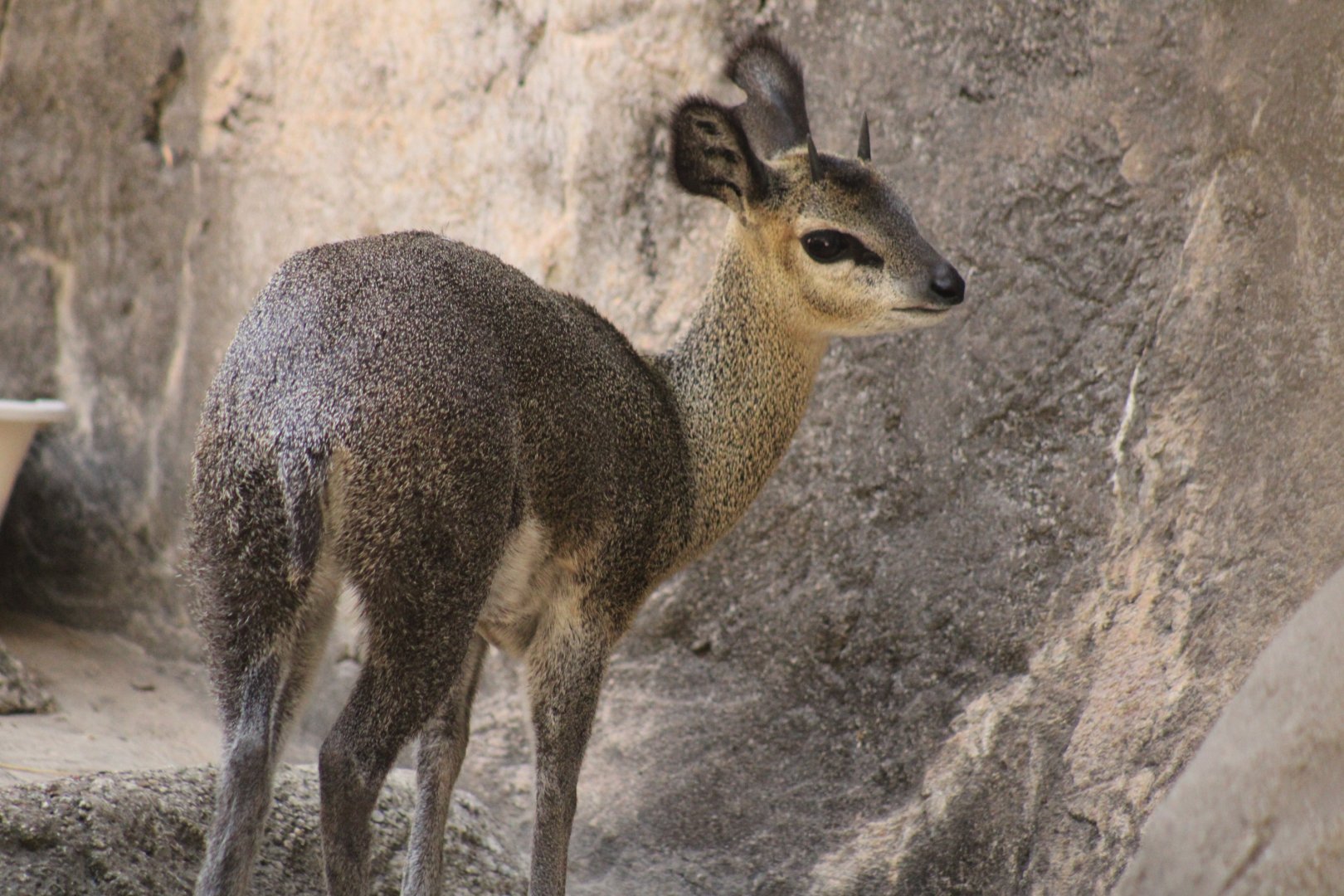 Klipspringer
