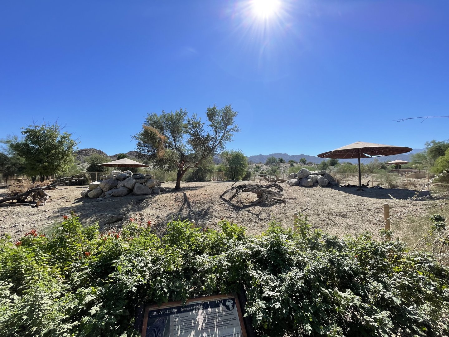 Klipspringers/Marabou Storks/Grevys Zebra