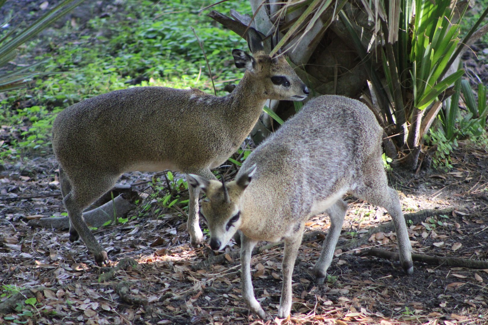 Klipspringers (Oreotragus oreotragus)