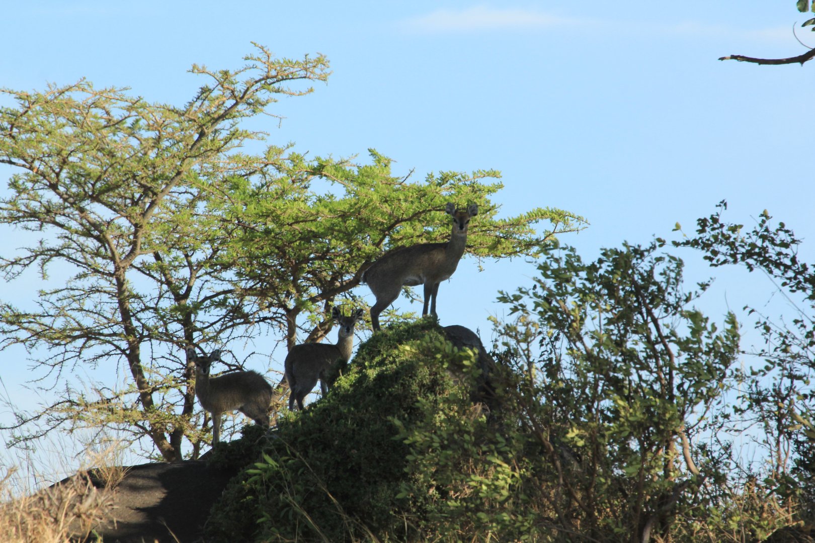 Klipspringers - Serengeti (September 2018)