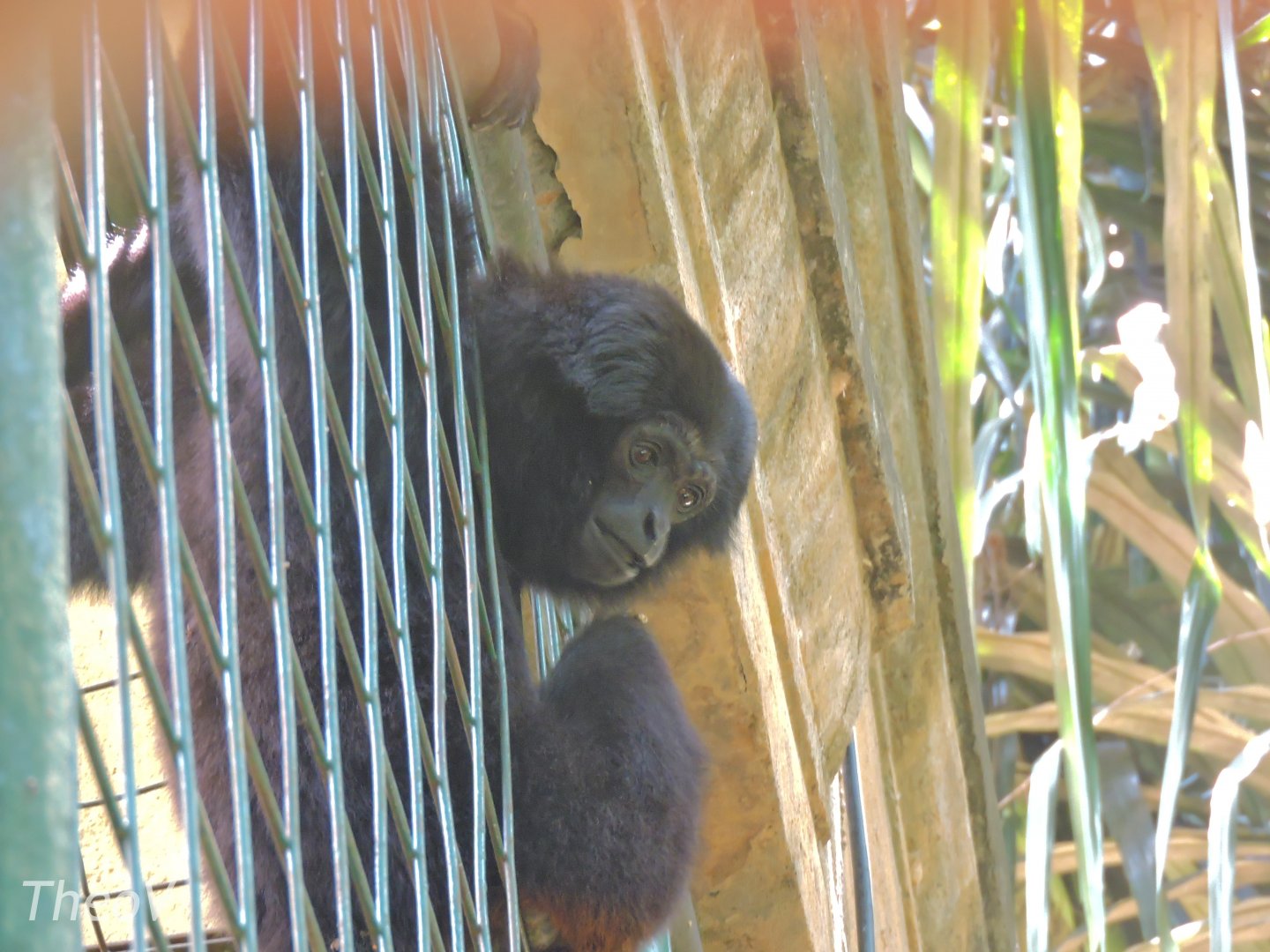 Kloss's gibbon [2016]